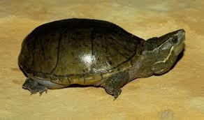 common musk turtle