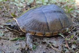 common musk turtle