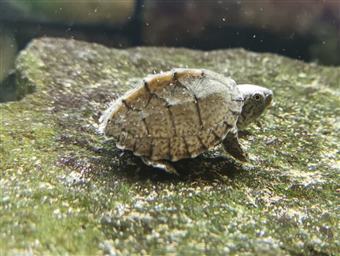 Razor-backed musk turtle