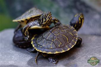 Hieroglyphic Cooter