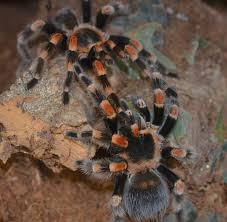 Mexican Red Knee