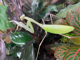 Asian mantis