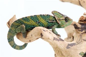 Veiled (Yemen) chameleon