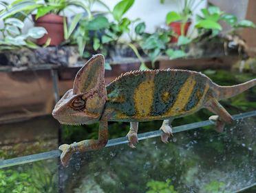 Yemen chameleon