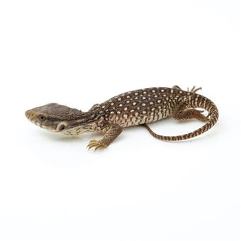 Bosc Monitor