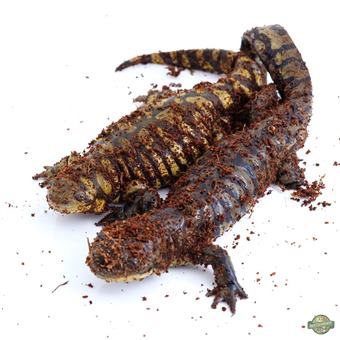 Eastern Tiger Salamander