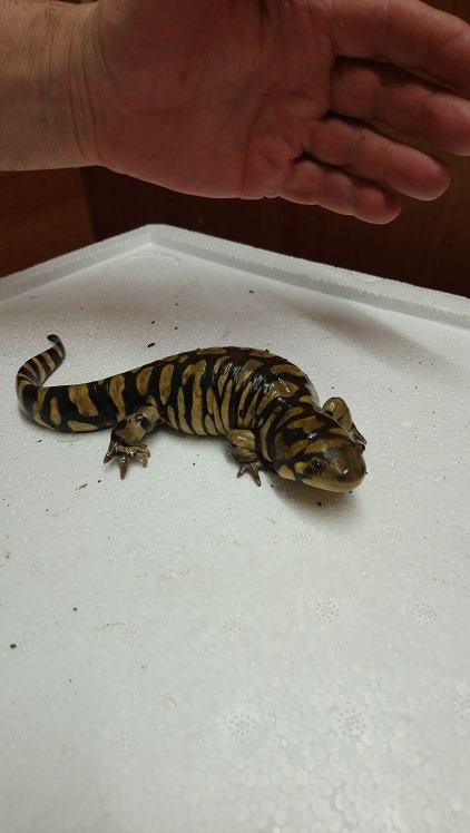 Eastern Tiger Salamander