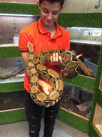 Common Boa