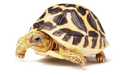 Indian star tortoise