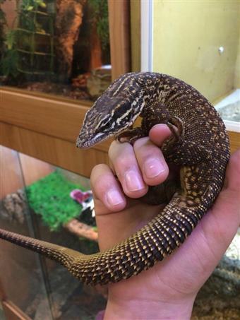 Spiny-tailed monitor (Ackie)