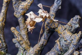 devil's flower mantis