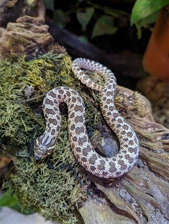 Western Hognose