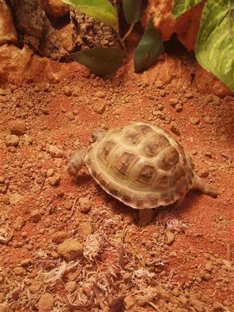 Horsefield Tortoise