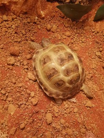 Horsefield Tortoise