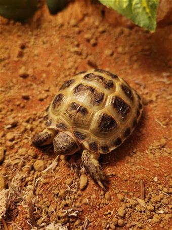 Horsefield Tortoise