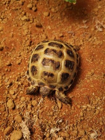 Horsefield Tortoise