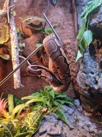 Royal Python (Normal)