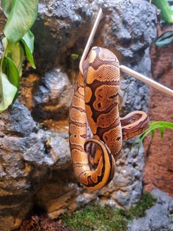 Royal Python (Normal)