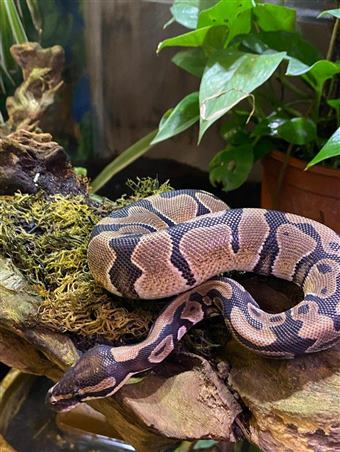 Royal Python (Normal)