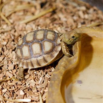 African spurred tortoise