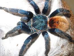 Greenbottle Blue