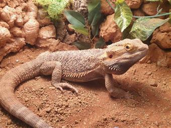 CB Pogona vitticeps Bearded Dragon