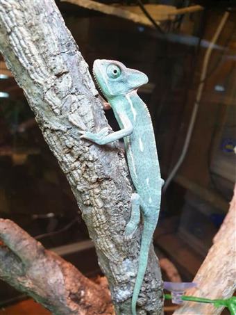 Yemen Chameleon