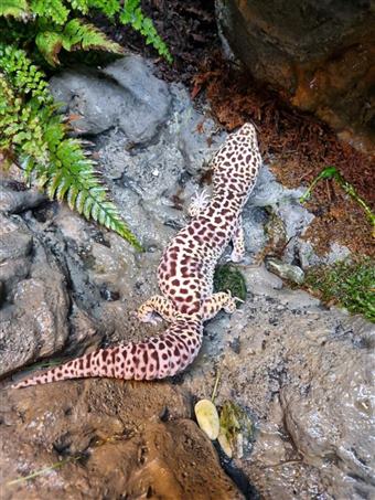 Leopard Gecko (Normal)