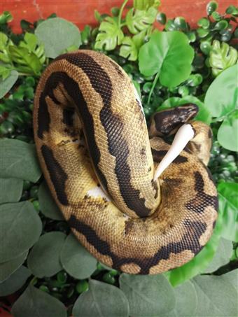 Royal Python (pied)