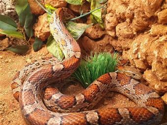 Corn Snake (Carolina)