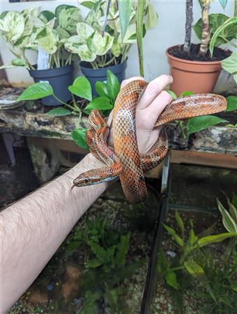 Corn Snake (Carolina)