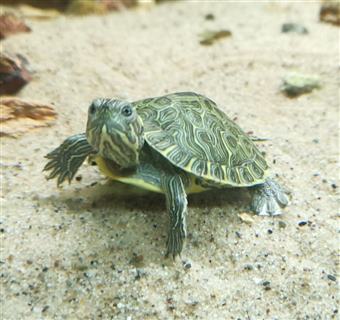 Florida Cooter