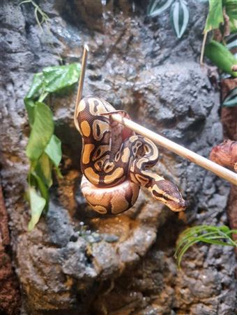 Royal Python (Phantom)