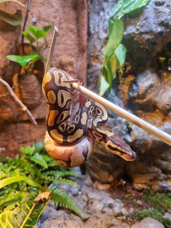 Royal Python (Phantom)