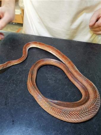 Corn Snake (Pied sided)