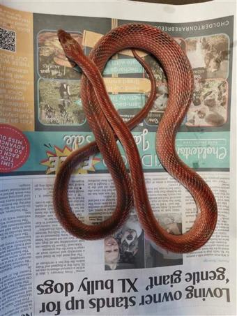 Corn Snake (Pied sided)