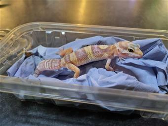 Leopard Gecko (Albino)