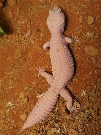 Leopard Gecko (Blazing Blizzard Snake Eyes)