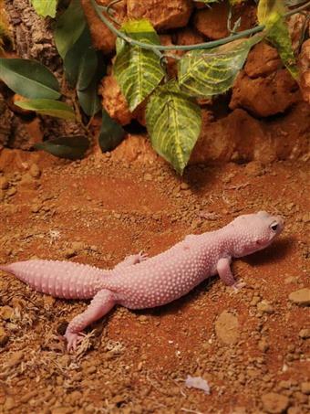 Leopard Gecko (Blazing Blizzard Snake Eyes)