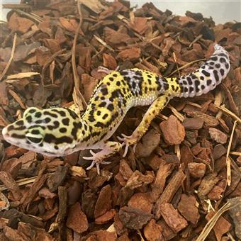 Leopard Gecko (Normal)
