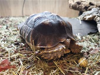 African Spurred Tortoise