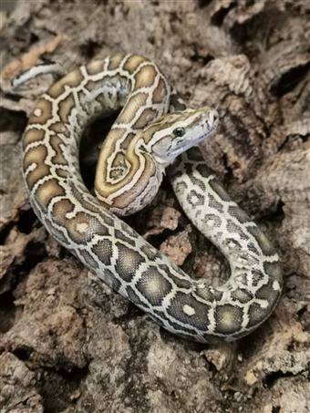 Hypo Burmese Python
