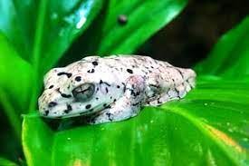 Spiny Bottom Flying Tree Frog