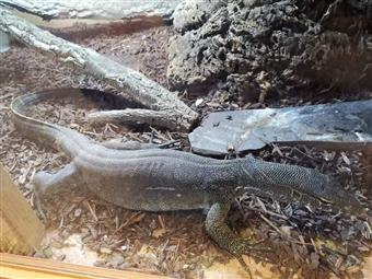 Nile Monitor
