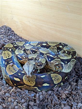 Colombian Red Tail Boa