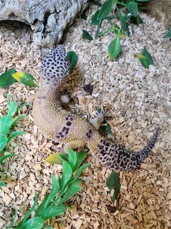 Leopard Gecko (Hypo)
