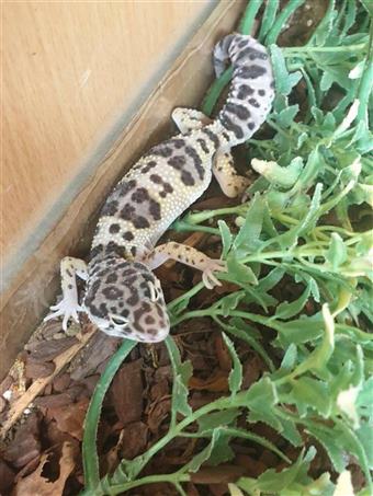Montanus Leopard Gecko
