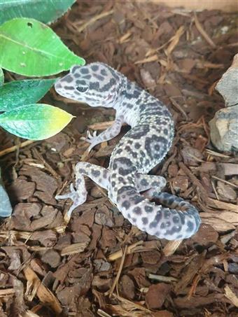 Montanus Leopard Gecko