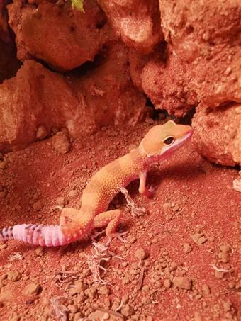 Leopard Gecko (Hypo)