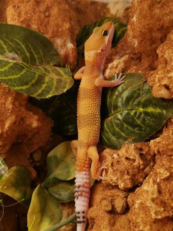 Leopard Gecko (Hypo)